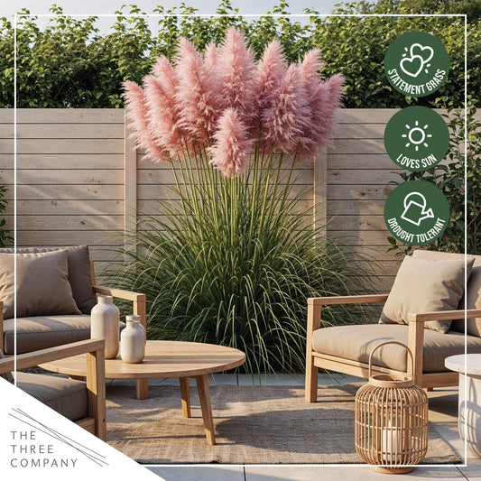Live Ornamental Pampas Grass (Cortaderia selloana) - Pink - Perennial Accent Plant - 10" Tall by 5" Wide in 1.5 Qt Pot