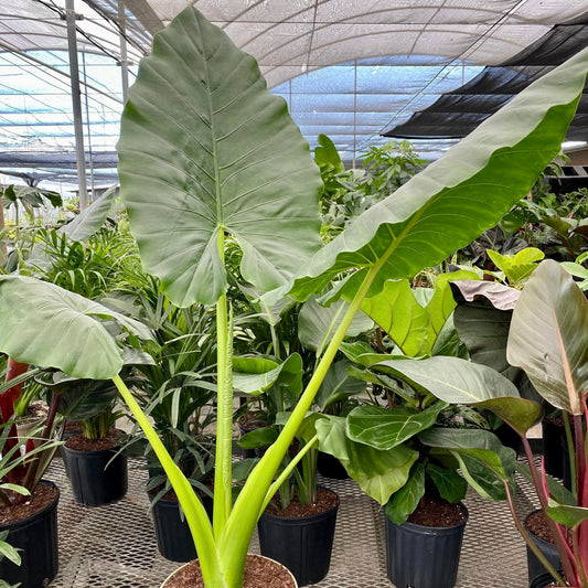 Live Plant - Giant Taro (Alocasia Macrorrhiza) Live Plant 2′-3′ Feet Tall