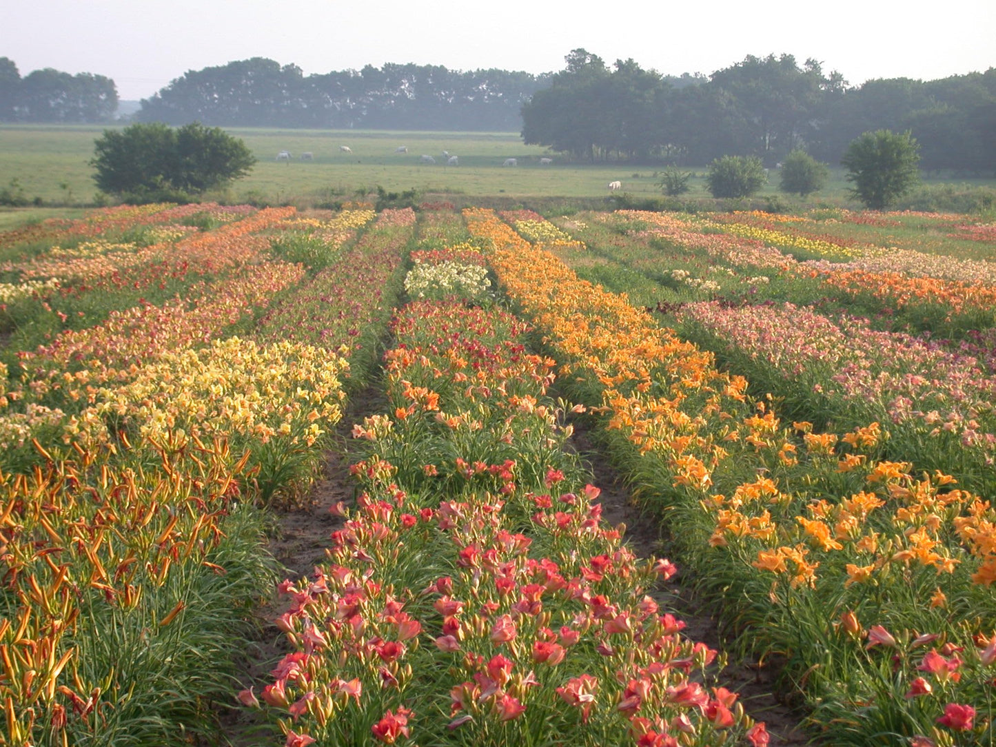 12 Pack - Daylilies by The Dozen, Easy to Grow, Growers Choice (12 bareroots)