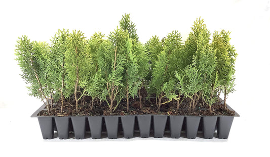 Berkman's Gold | 10 Live Plants | Thuja Orientalis | Evergreen Privacy Hedge, Fast Growing Conifer, Low Maintenance Landscaping, Ornamental Foliage, Year-Round Color, Dense Growth, Drought Tolerant