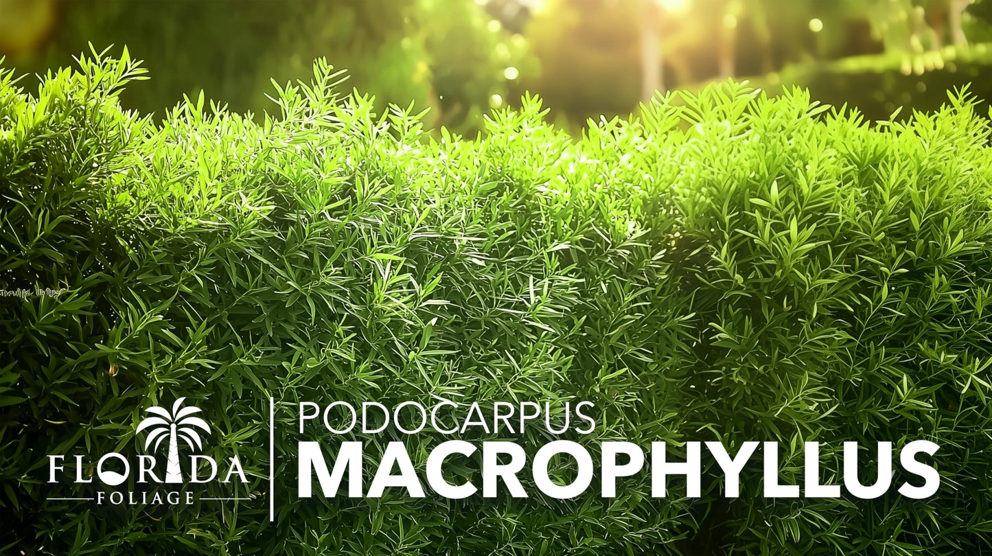 Podocarpus Macrophyllus Japanese Yew | 20 Live Plants | Podocarpus macrophyllus | Privacy Hedge Shrub | Evergreen Landscaping Plants for Gardens & Borders