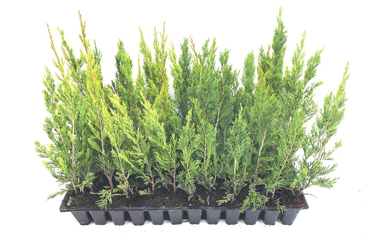 Spartan Juniper - 60 Live Trees - Juniperus Chinensis