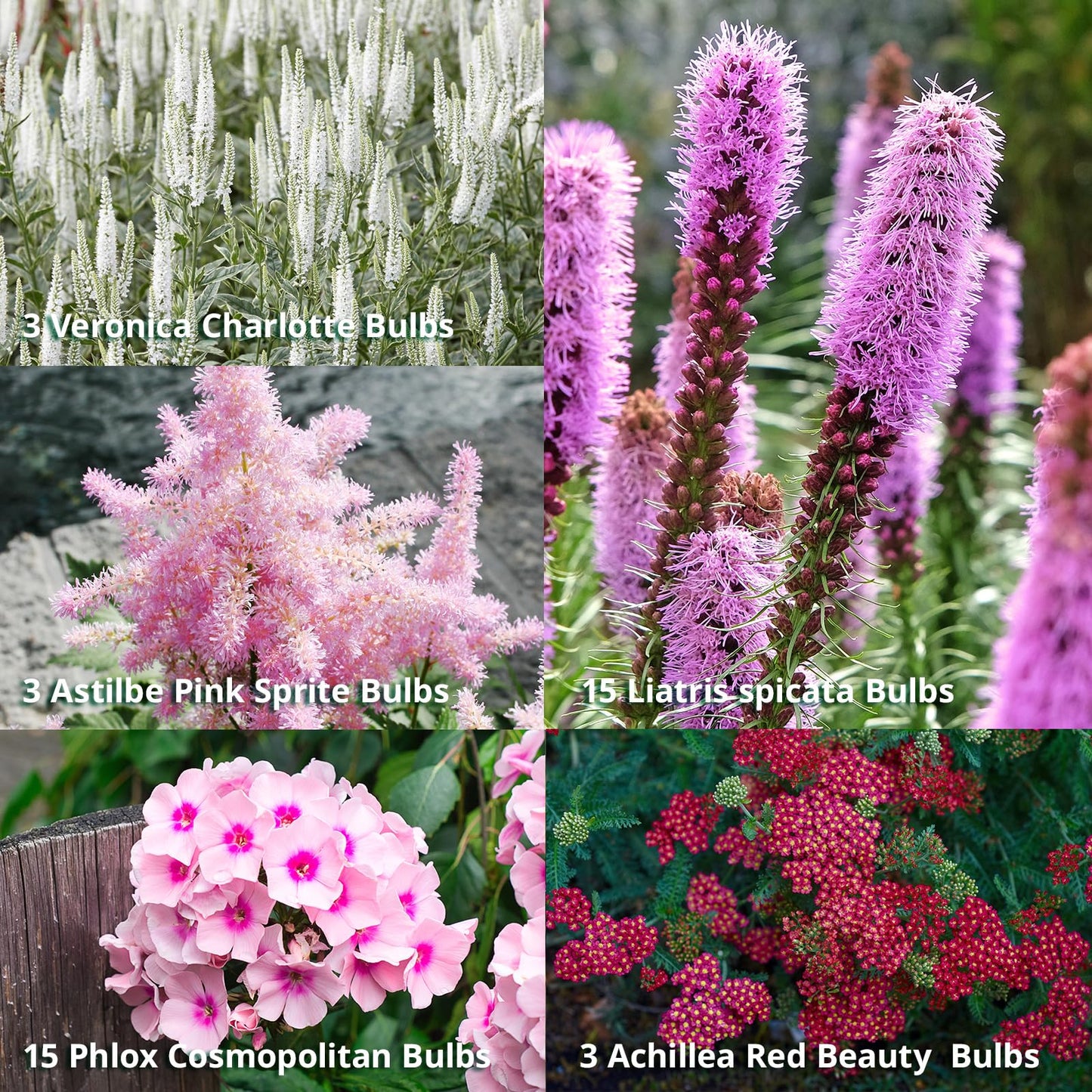 Complete Cut Flower Perennial Flower Bulb Garden - 27 Bulbs for 50 Days of Continuous Blooms (Summer Color from July Through October) - Easy to Grow Summer Planting Bulbs by Willard & May