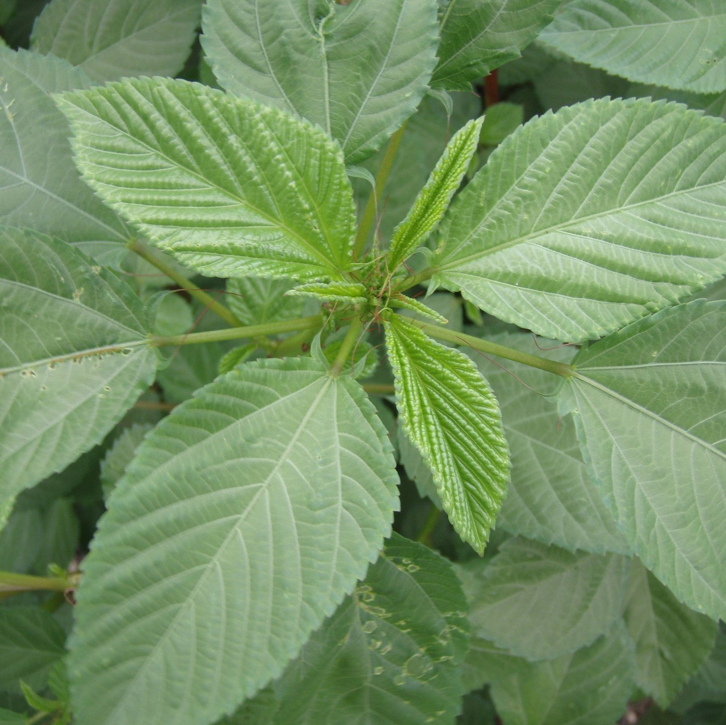 Palm Beach Medicinal Herbs - Molokhia (Corchorus olitorius) - Packet of 10 Seeds
