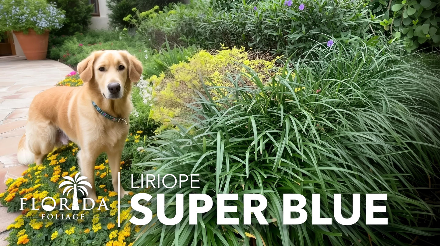 Super Blue Liriope Muscari - 40 Live Plants - Evergreen Ground Cover Grass