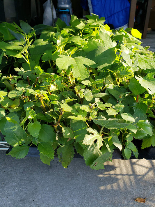 Fig Trees"Violette de Bordeaux" Includes Four (4) Live Plants