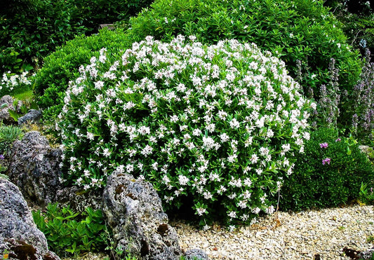 August Beauty | 3 Live Plants | Gardenia Jasminoides | Fragrant Blossoms, Evergreen Shrub, Indoor Outdoor Plant, Ideal for Landscaping, Low Maintenance, Beautiful White Flowers