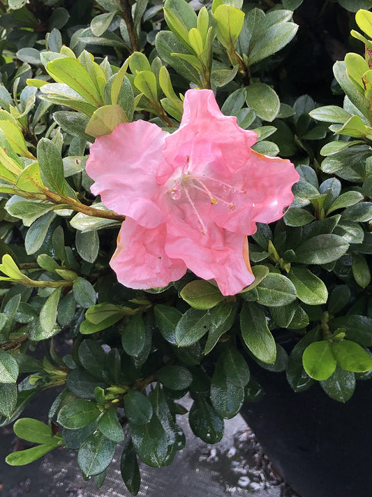 Azalea 'Pink Gumpo' (3 Gallon)