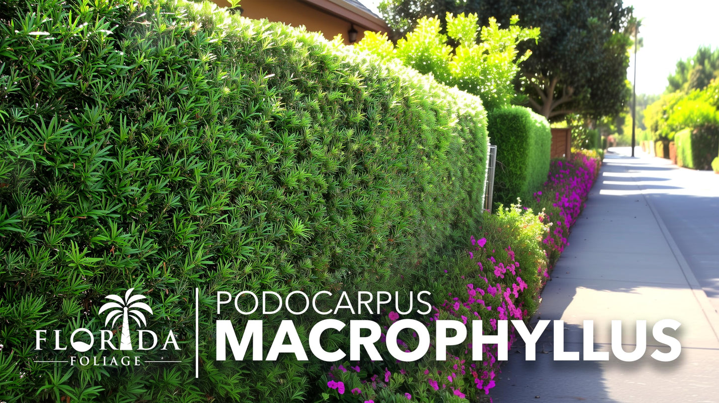 Podocarpus Macrophyllus Japanese Yew | 20 Live Plants | Podocarpus macrophyllus | Privacy Hedge Shrub | Evergreen Landscaping Plants for Gardens & Borders