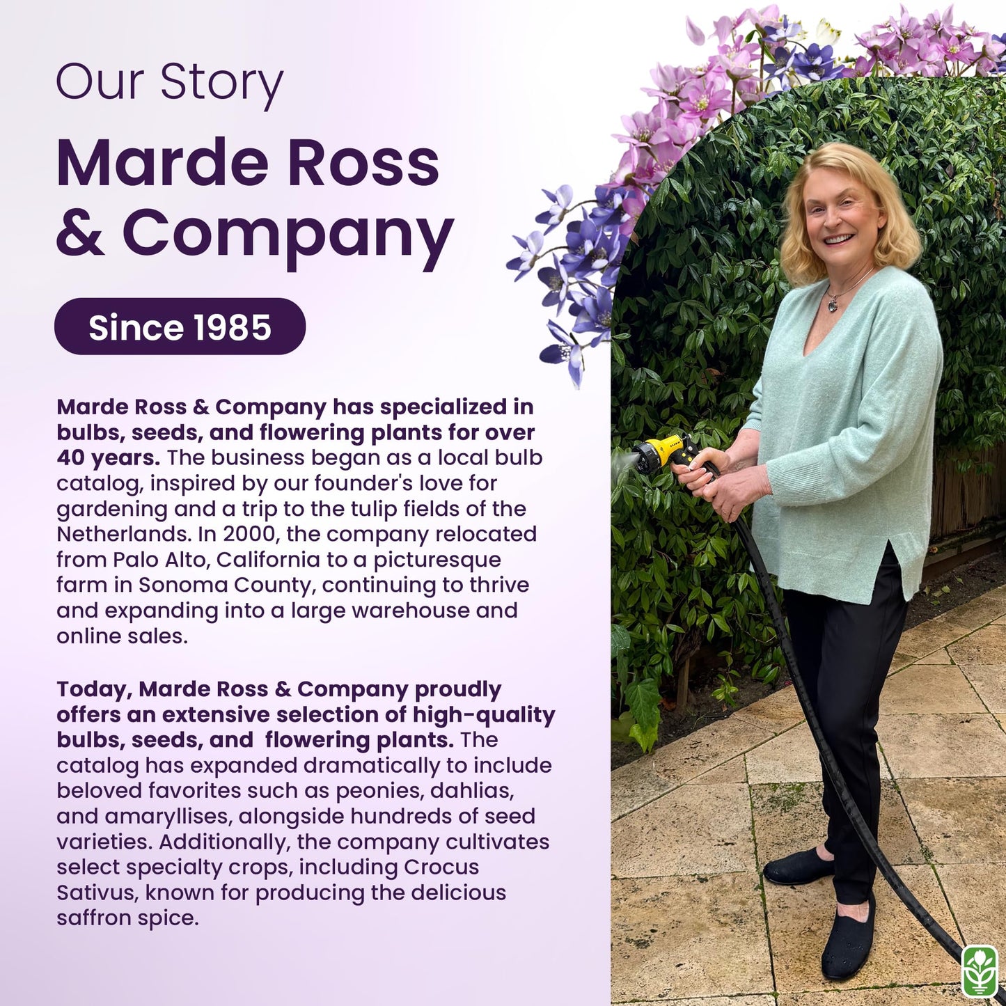 Marde Ross & Company Russell Lupine Seeds Perennial - Grows 40" Tall - Perennial Wildflowers for Winter & Fall Planting - Grown in the USA - 100 Mixed Russell Lupine Seeds