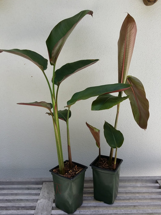 'Hanging Lobster Claw' Heliconia Rostrata Live Plant Bird of Paradise Tropical Plant