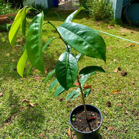 Live Plant - Golden Yellow Soursop (Annona muricata) Live Fruit Tree 1’-2’ feet Tall