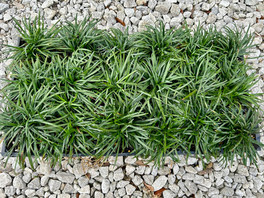 Dwarf Mondo Grass, (Ophiopogon japonicus) 'Nanus', 4-6 Inches Tall 18 Count, 3-inch pots
