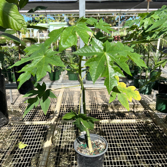 Live Plant - Papaya (Carica Papaya) Live Fruit Tree 1’-2’