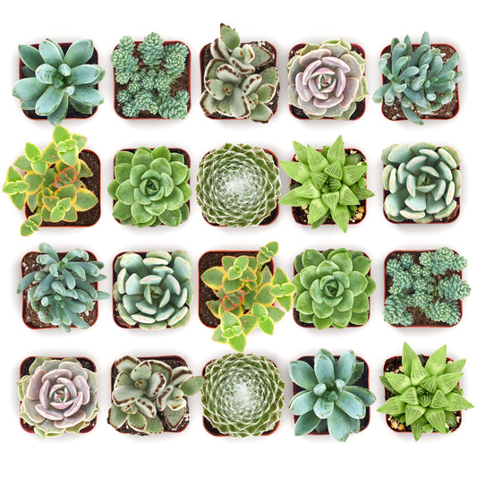 Shop Succulents Mixed Succulent Plant Pack 2" Grow Pot Pack of 40