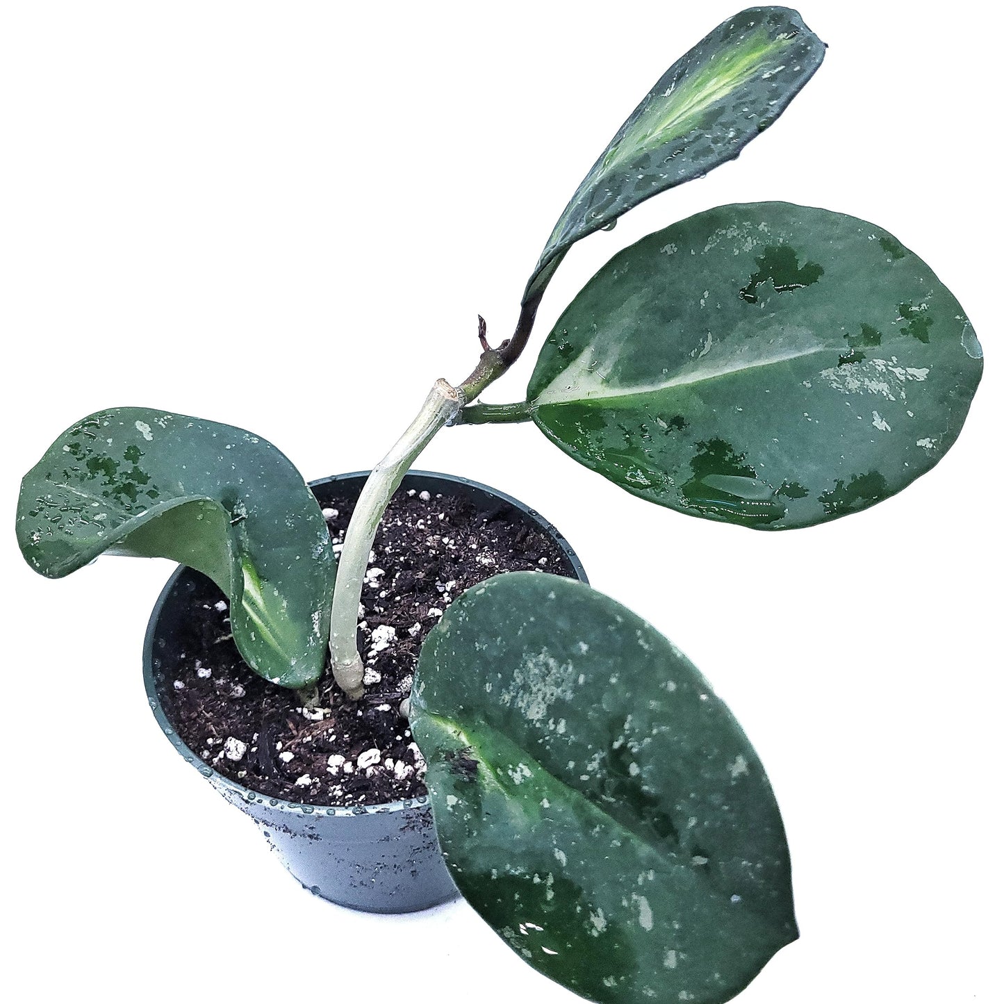 Hoya Obovata Variegated Live Houseplant 4" Pot Easy Care pet Friendly Plant - Variegations Vary from one Another - Ships from California