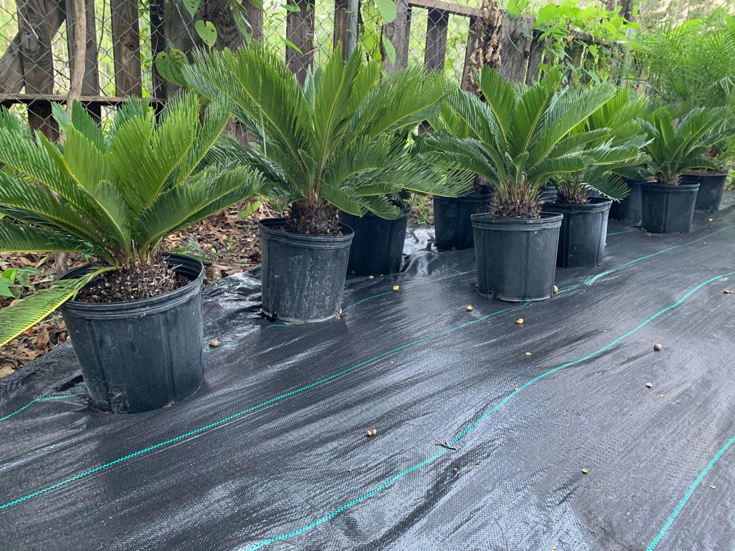 Eddies Acres King Sago Cycad Palm Live Plant, 3 Gallon Grower Pot, 12-18 inches Tall NO Shipping to California