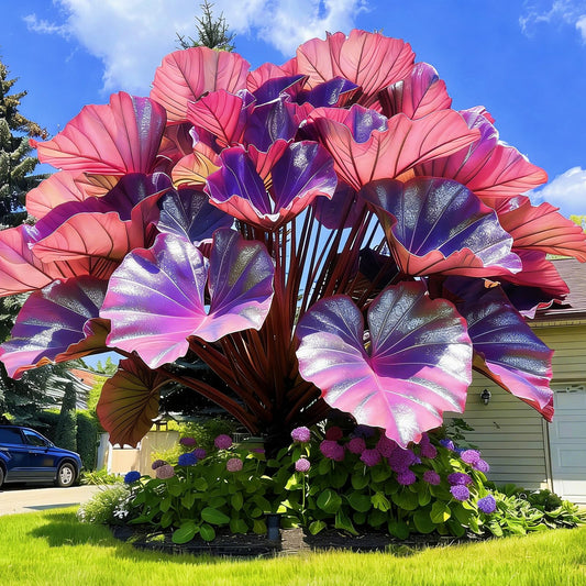 BGNIORT Elephant Ear for Planting/Mix Colors,Landscape Design for Outdoors Indoors,Easy Grow Low Maintenance (6)