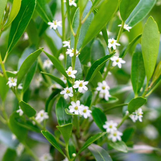 Inkberry Holly Shrub | Ilex Glabra | 20 Live Plants | Cold Hardy | Excellent Border Shrub & Foundation Hedge