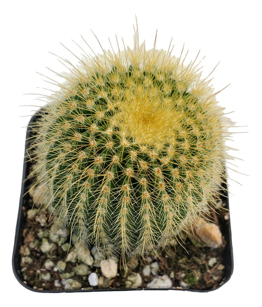 Fat Plants San Diego Living Indoor Succulents and Cactus Rooted in Plastic Planters with Soil (2 Inch, Ball Cactus)