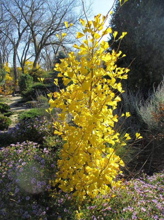 COLUMNAR Ginkgo Tree - Ginkgo biloba Rocky - 2 - Year Tree