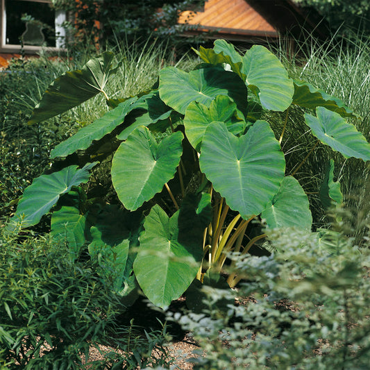 Garden State Bulb Colocasia Esculenta Elephant Ear Bulbs, 5/7 inches, Spring Planting (Bag of 5)