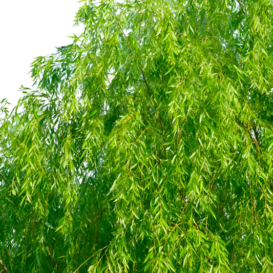 Weeping Willow Tree – Fast-Growing, Elegant Shade Tree with Graceful Drooping Branches – Cold Hardy, Ornamental & Low-Maintenance Landscape for Yards (1 Gallon/Potted/Set of 2 Plant)