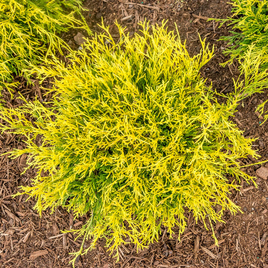 Direct Gardening Golden Mop Falsecypress Potted Evergreen Starter Shrub