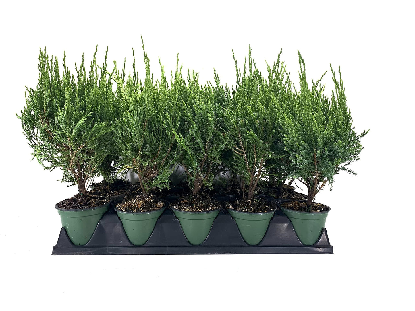 Sea Green Juniper - 1 Live 4 Inch Pot - Juniperus Chinensis - Drought Tolerant Cold Hardy Evergreen Border Screening Plant
