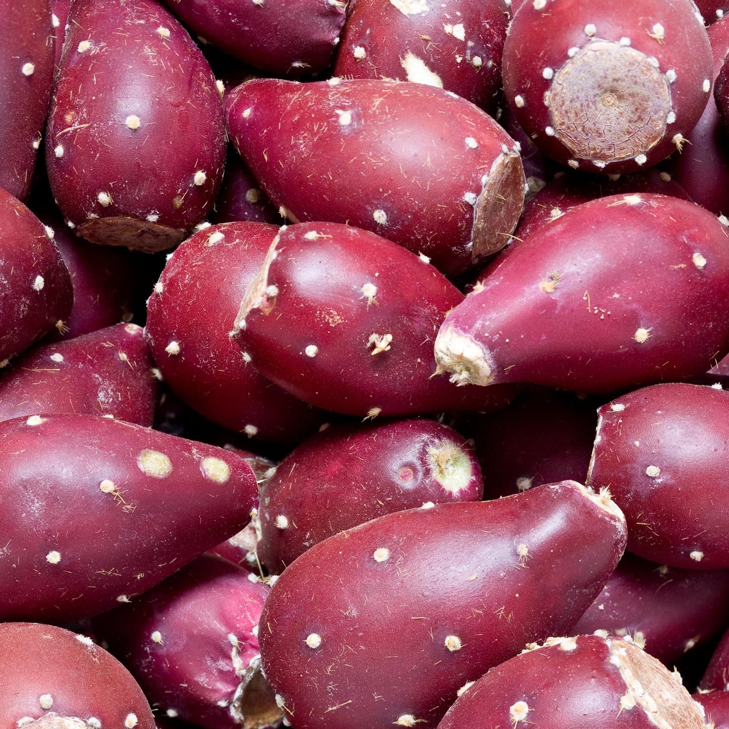 8 Months Old Purple Prickly Pear Cactus Plants Live Potted, 4-6 Inch Tall, Prickly Cactus Live Plant Indoor Outdoor Planting, Hardy Succulent for Home or Garden