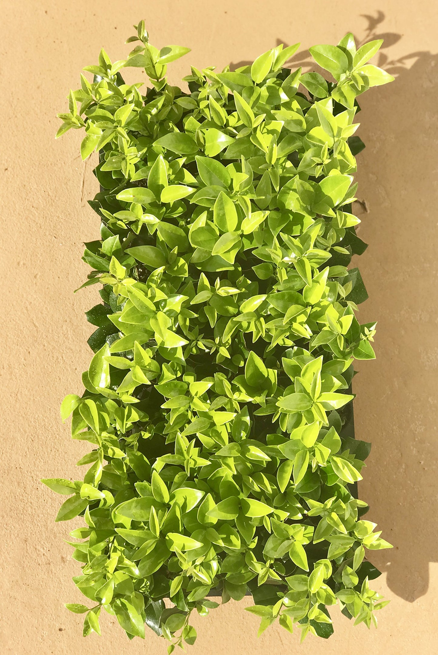 Ligustrum Waxleaf Privet - 15 Live Plants - Evergreen Privacy Hedge