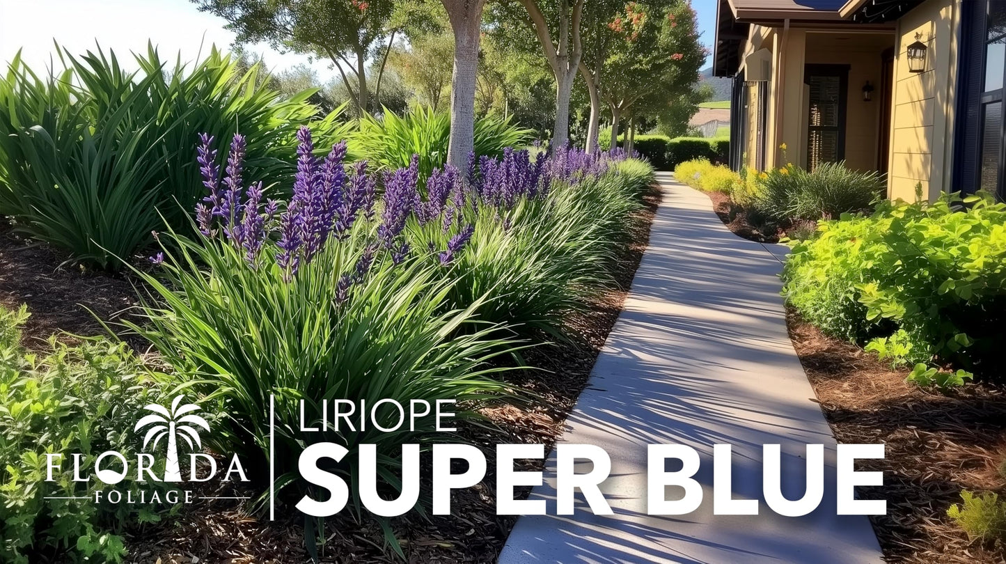 Super Blue Lilyturf - Liriope Muscari - 10 Live 4 Inch Pots - Drought Tolerant Low Maintenance Groundcover Plants