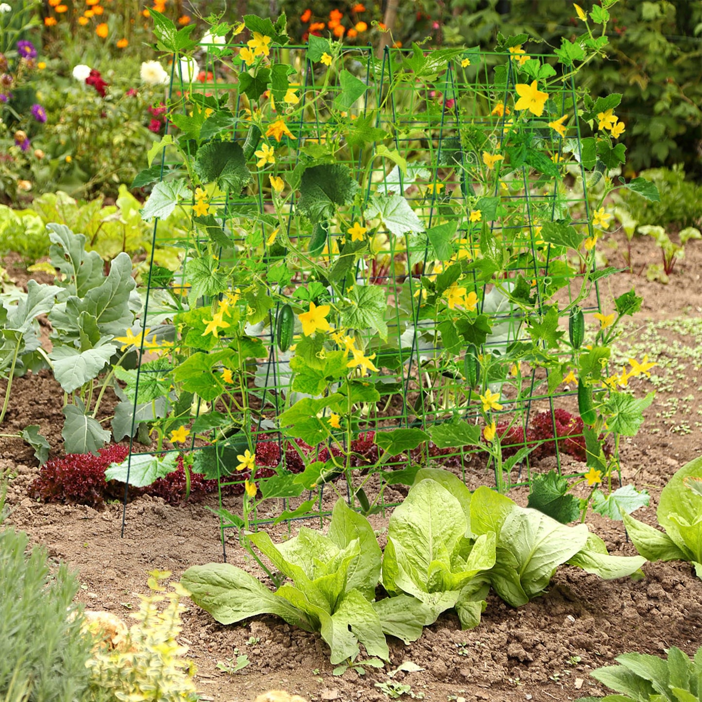 warmfarm Pack 2 Heavy Metal Garden Trellis for Climbing Plants with Trellis Netting & Garden Clips, A-Frame Cucumber Trellis for Raised Bed