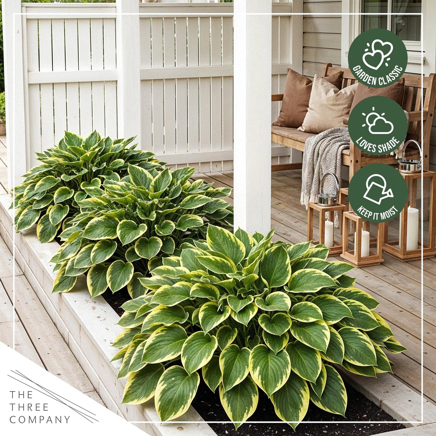 Live Perennial Hosta - Queen Josephine (3 Plants Per Pack) Beautiful Accent Plant, 10" Tall by 4" Wide in 1 Qt Pot