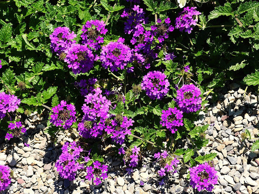 Greenwood Nursery: Live Perennial Plants - 'Homestead Purple' + Verbena Canadensis - [Qty: 2X Pint Pots] - (Click for Other Available Plants/Quantities)