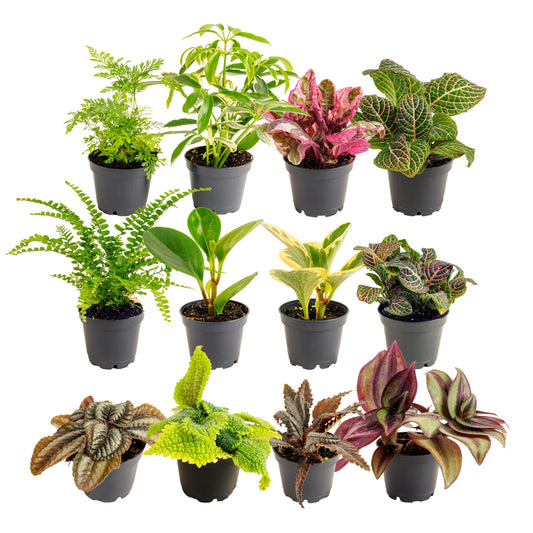 Costa Farms Mini Live Indoor Houseplants (12-Pack), Starter Plants in Nursery Pots, Assorted Foliage Mix (Varieties May Vary), Bulk Tiny Plants for DIY Terrariums, Party Favors, and Home Office Decor