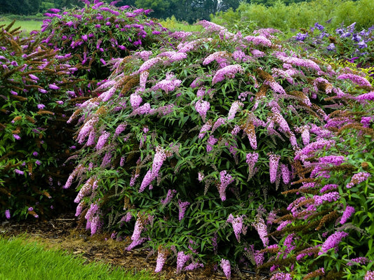 Greenwood Nursery: Live Shrub Plants - 'Pink Cascade' Butterfly Bush + Buddleja/Buddleia Davidii - [Qty: 1x Pint Pot] - (Click for Other Available Plants/Quantities)