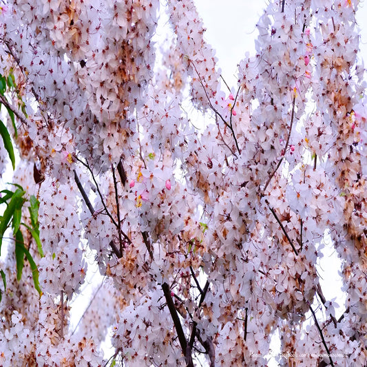 Weeping Yoshino Cherry Tree Live Plant – Flowering Ornamental Tree with Graceful Weeping Branches, Beautiful Cherry Blossom Tree for Garden & Landscape (3 Gallon/Bareroot/Set of 2 Plants)