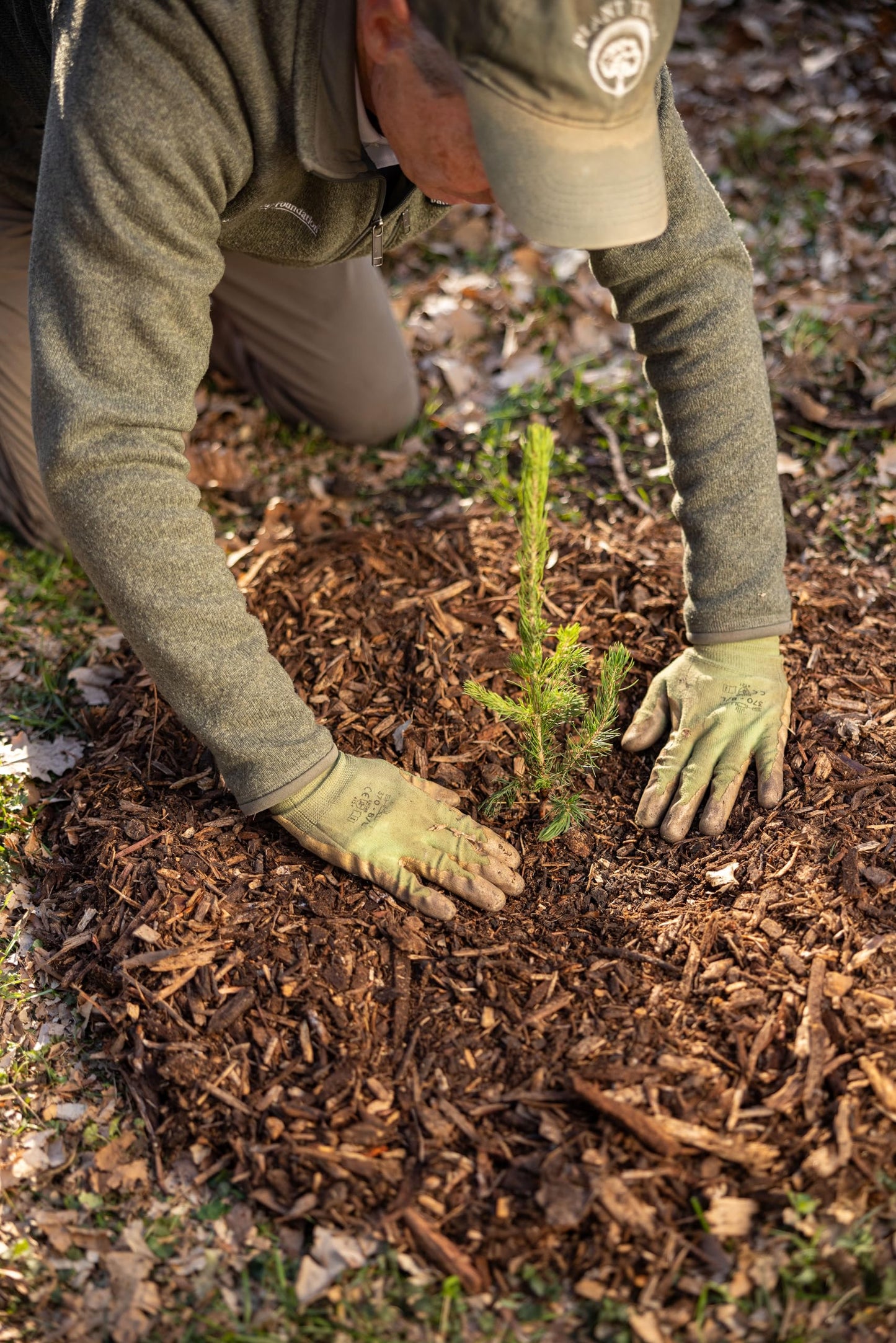 Norway Spruce Tree Seedling Plugs | 6"-12" | Arbor Day Foundation (3-Pack)