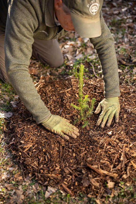 Black Hills Spruce Live Tree Plug Seedlings | 6"-12" | Arbor Day Foundation (3-Pack)