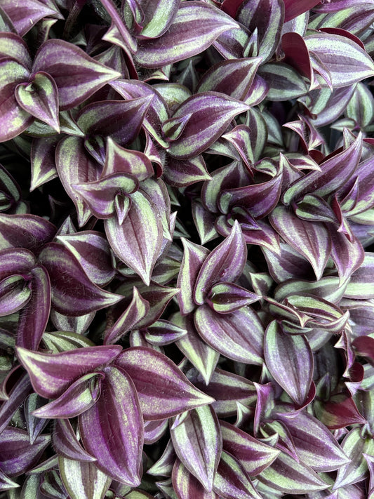 Live Wandering Jew Plant - Tradescantia Zebrina Starter Plants - Pack of 10, Healthy and Pest-Free, Vibrant Purple Foliage, Perfect for Home & Garden, Easy-Care Indoor/Outdoor Houseplant
