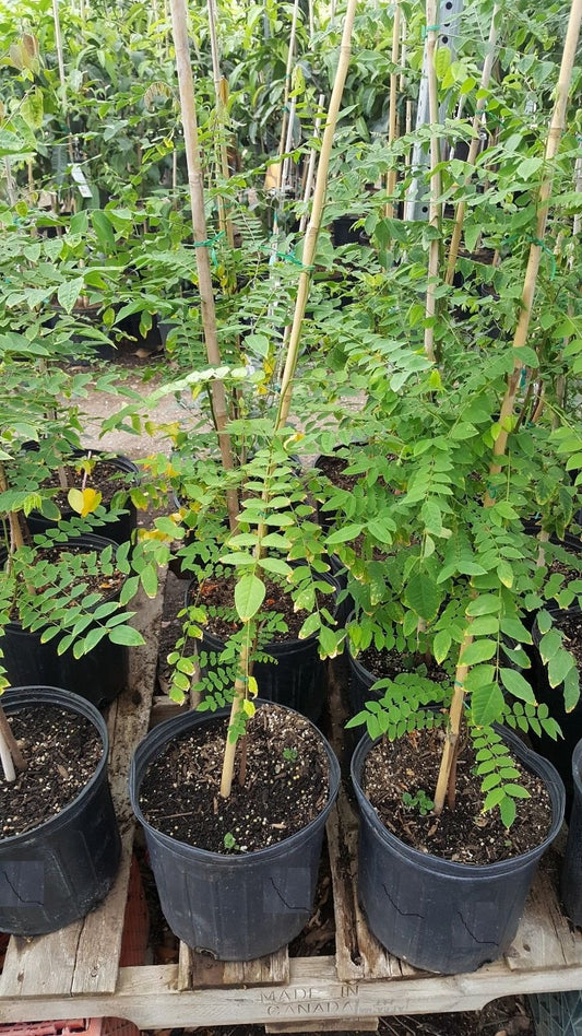 9EzTropical - Star Fruit Tree - Grafted Tree - 2 Feet Tall - Ship in 1 Gal Pot