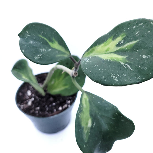 Hoya Obovata Variegated Live Houseplant 4" Pot Easy Care pet Friendly Plant - Variegations Vary from one Another - Ships from California