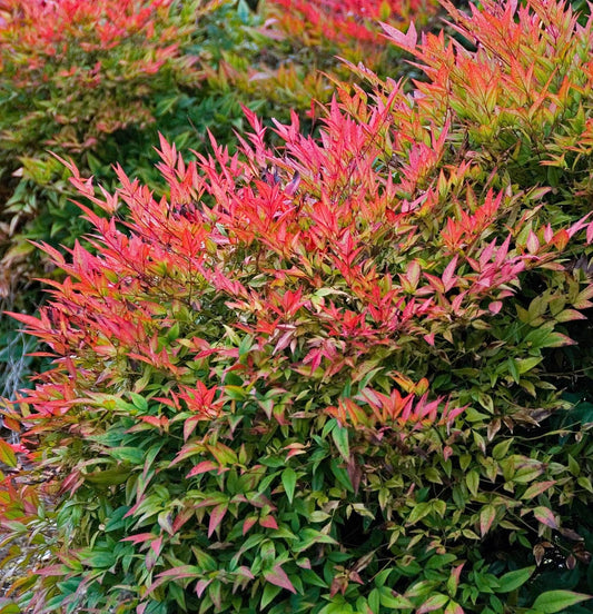 Live Plant - 2 Heavenly/Sacred Bamboo Shrubs - 6-9" Live Plants, 2.5" Pot - Nandina domestica