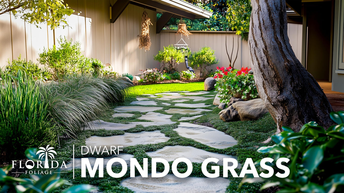 Dwarf Mondo Grass | 30 Large 4 Inch Pots | Ophiopogon Japonicus Nanus | Live Evergreen Shade Loving Groundcover