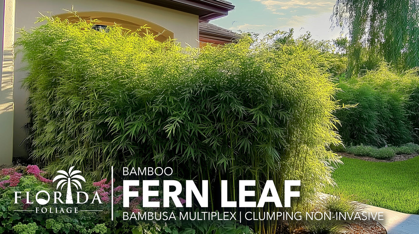 Fernleaf Bamboo | 3 Extra Large Trade 3 Gallon Plants | Bambusa multiplex | Clumping Bamboo Privacy Screens | Fast Growing Ornamental Hedge Gardens Walkways Borders Landscapes Foundation Accent Use