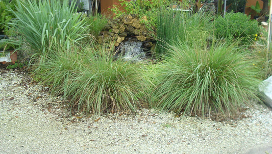 Dwarf Fakahatchee Grass I 2 Large Trade Gallon Size Plants I Tripsacum Floridanum I Live Premium Quality, Low-Maintenance Ornamental Grass for Landscaping, Gardens, and Containers - Fast-Growing