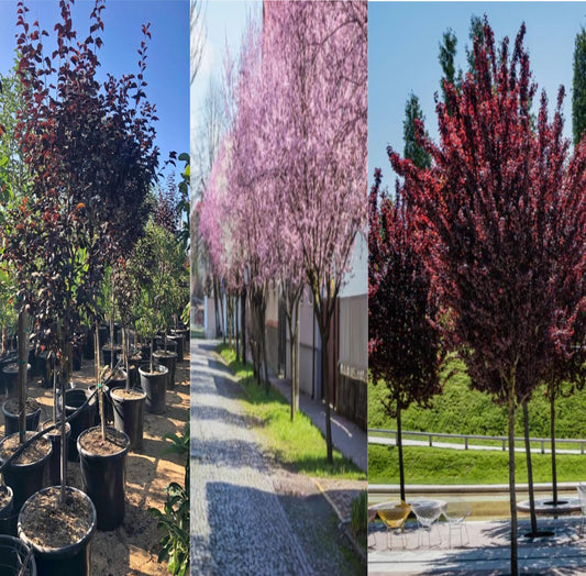 Krauter Vesuvius Purple Leaf Plum Tree 5-7 Feet Tall, Fruit-Bearing, Ready for Your 15 Gallon Container or Ground Planting, Live Plant with Shipping Pot