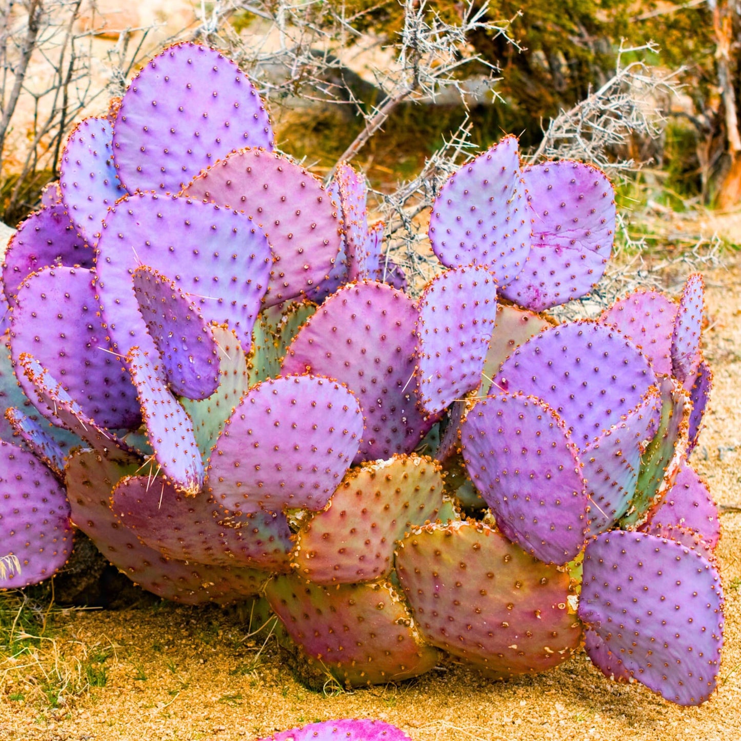 8 Months Old Purple Prickly Pear Cactus Plants Live Potted, 4-6 Inch Tall, Prickly Cactus Live Plant Indoor Outdoor Planting, Hardy Succulent for Home or Garden