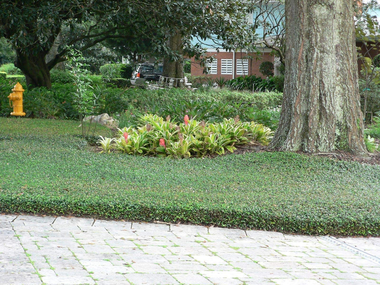 Asiatic Jasmine Minima | 10 Live 4 Inch Plants | Trachelospermum Asiaticum | Ground Cover, Fast Growing, Low Maintenance Evergreen, Cold Hardy, Drought Tolerant, Dense Growth, Landscaping